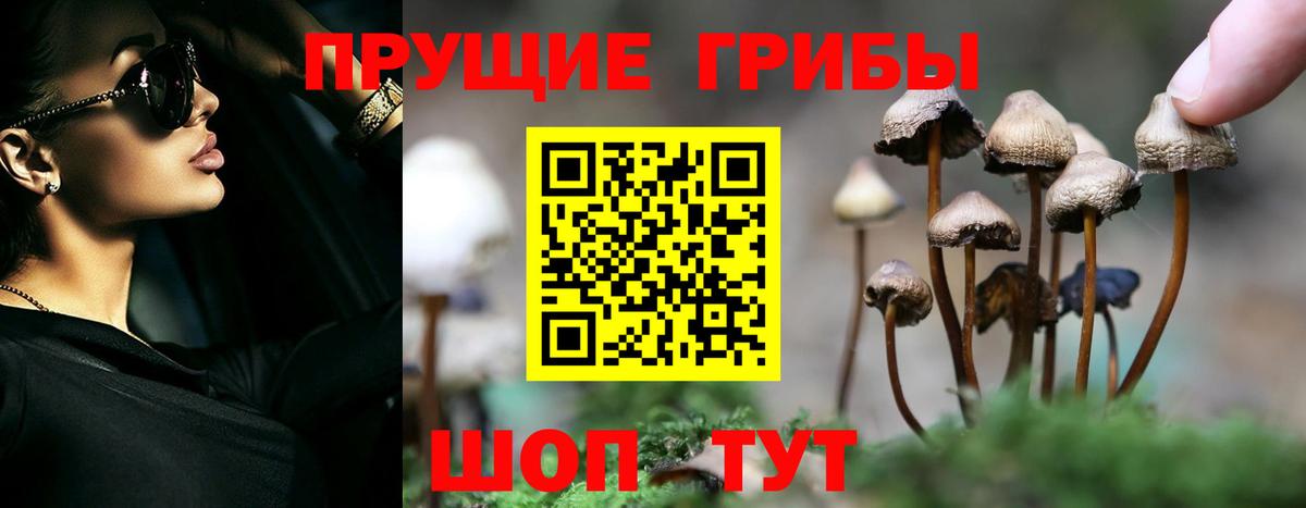 где продают наркотики  Лениногорск  Галлюциногенные грибы GOLDEN TEACHER  Псилоцибиновые грибы прущие грибы 